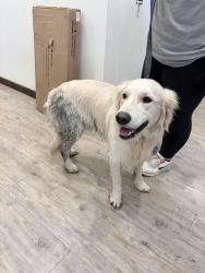 Found/Stray Male Dog last seen Canine country club, Amarillo, TX 79109