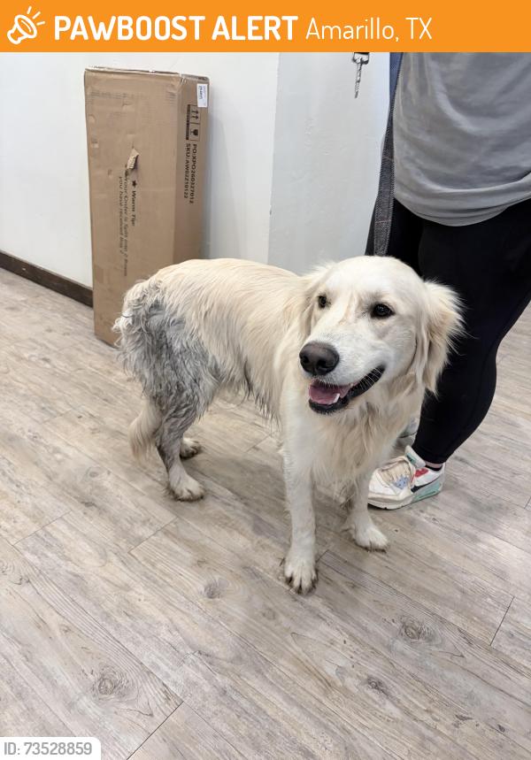 Found/Stray Male Dog last seen Canine country club, Amarillo, TX 79109