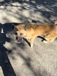 Found/Stray Male Dog last seen Larchmont Way, Dalton, Ga 30720, Whitfield County, GA 30720