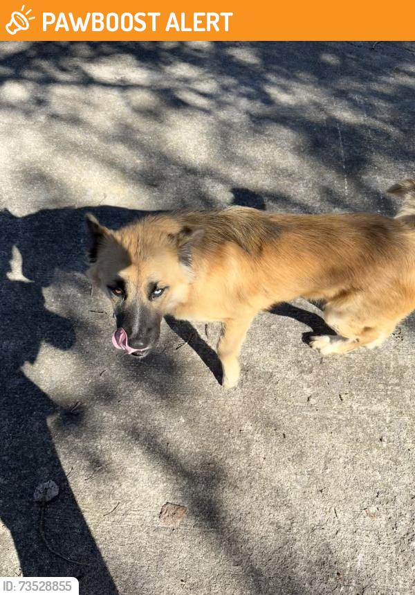 Found/Stray Male Dog last seen Larchmont Way, Dalton, Ga 30720, Whitfield County, GA 30720