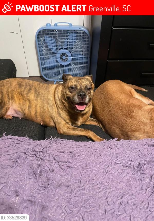 Lost Female Dog last seen Antioch church road, Idlewild, Michelin, Greenville, SC 29605