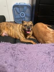 Lost Female Dog last seen Antioch church road, Idlewild, Michelin, Greenville, SC 29605