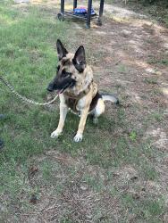 Lost Female Dog last seen Near 2131-2107 Rd 5723, Cleveland, TX 77327, Cleveland, TX 77327