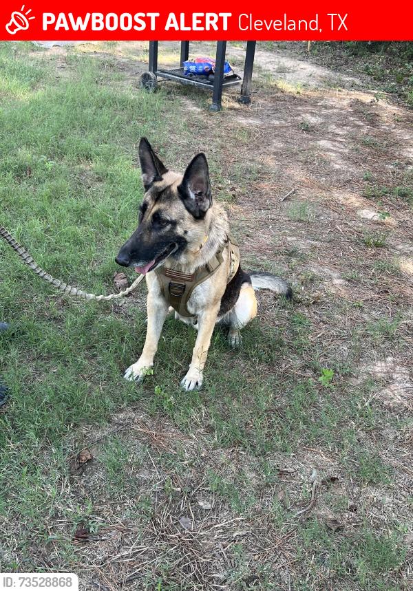 Lost Female Dog last seen Near 2131-2107 Rd 5723, Cleveland, TX 77327, Cleveland, TX 77327
