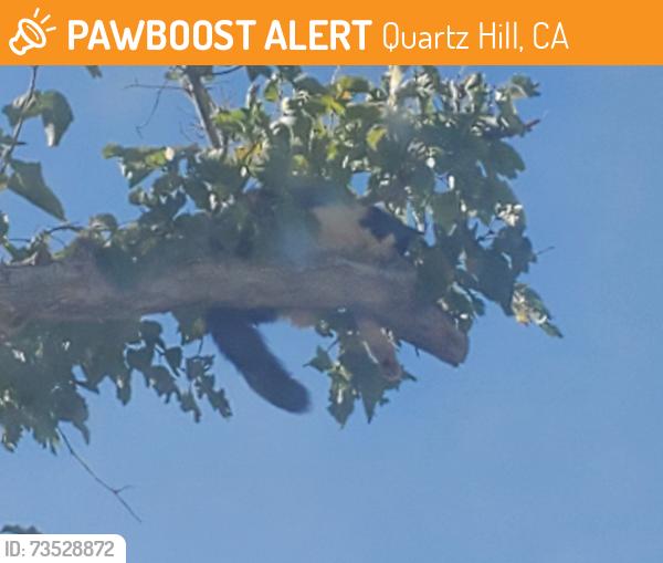 Found/Stray Unknown Cat last seen 30th and M8, Quartz Hill, CA 93536