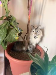 Reunited Female Cat last seen S Angeline St and 14th Ave S, Seattle, WA 98108