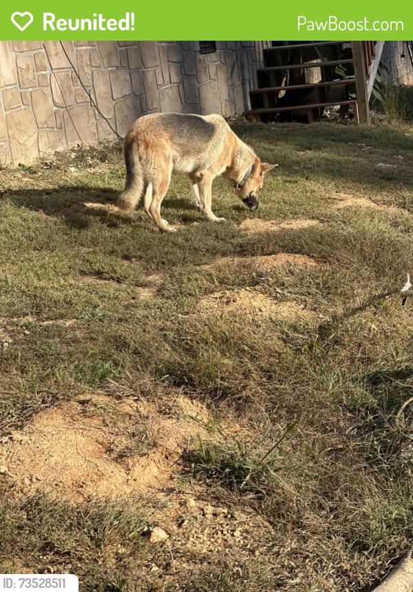 Reunited Male Dog last seen Clark ln Powell tn, Anderson County, TN 37849
