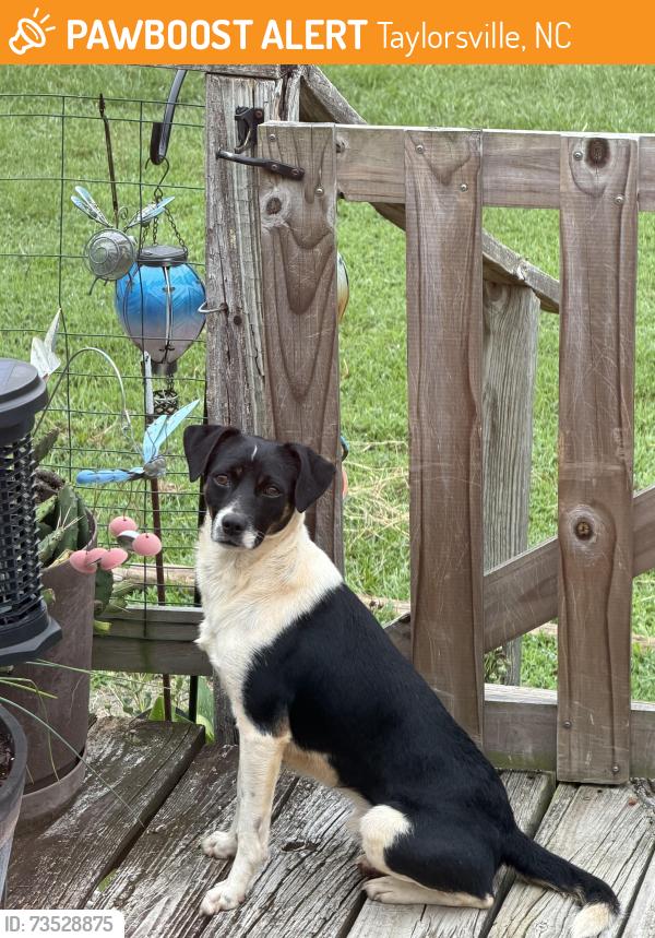 Found/Stray Male Dog last seen Warren acres, Taylorsville, NC 28681