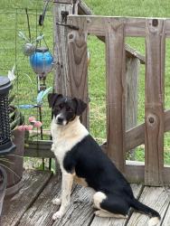 Found/Stray Male Dog last seen Warren acres, Taylorsville, NC 28681