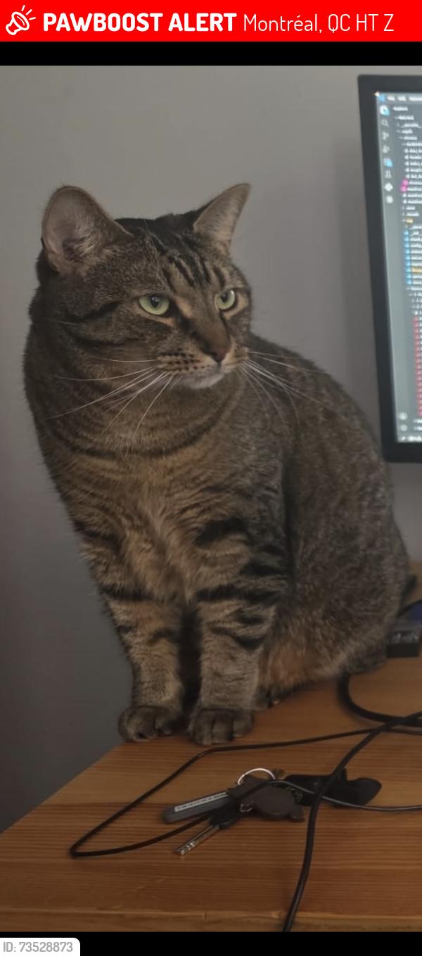 Lost Male Cat last seen Near Avenue de Gaspé, Montréal, QC H2T 1Z9