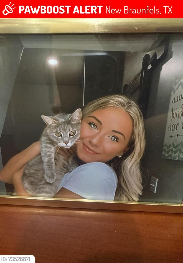 Lost Female Cat last seen Green Heron, New Braunfels, TX 78130