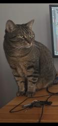 Lost Male Cat last seen Near Avenue de Gaspé, Montréal, QC H2T 1Z9