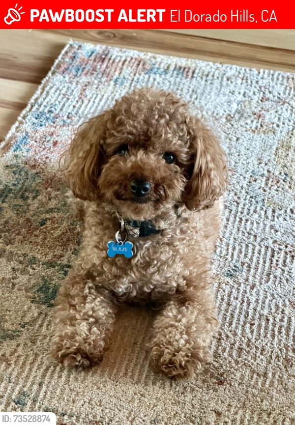 Lost Male Dog last seen Ridgeview and Powers, El Dorado Hills, CA 95762
