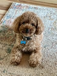 Lost Male Dog last seen Ridgeview and Powers, El Dorado Hills, CA 95762