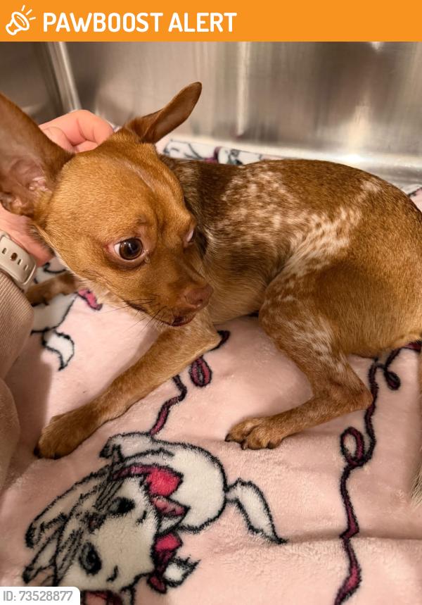 Found/Stray Male Dog last seen Hwy 98, Panama City Beach, FL 32413