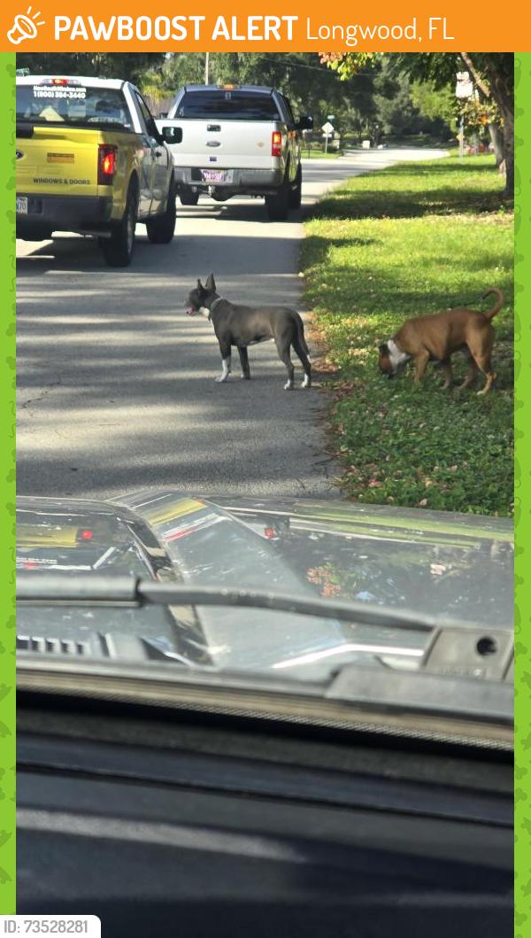 Found/Stray Male Dog last seen Colonial and tarry town, Longwood, FL 32750