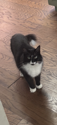 Reunited Female Cat last seen NW 58th and Ross, Oklahoma City, OK 73112