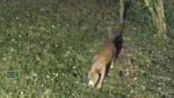 Lost Male Dog last seen New hallsferry rd,Florissant Mo 63033, Florissant, MO 63033