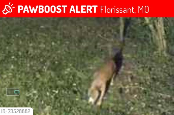 Lost Male Dog last seen New hallsferry rd,Florissant Mo 63033, Florissant, MO 63033