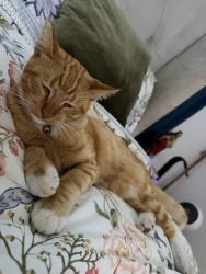 Lost Male Cat last seen Keenan, Montebello, CA 90640