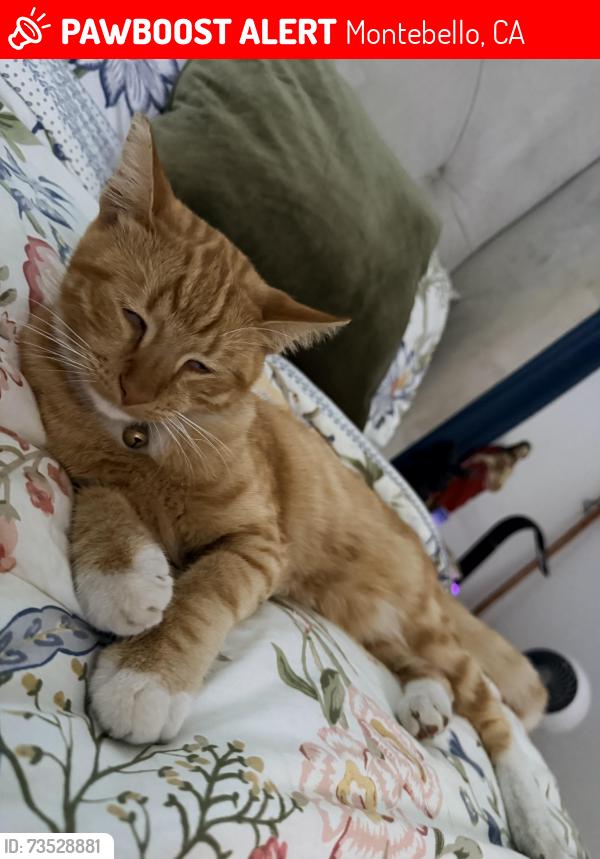 Lost Male Cat last seen Keenan, Montebello, CA 90640
