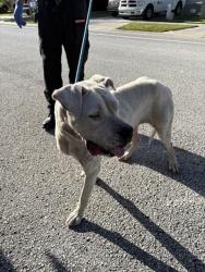 Shelter Stray Female Dog last seen BIRDHOUSE DR PERDITA COURT, 19640 Dogpatch Ln, Land O' Lakes, FL 34638, USA