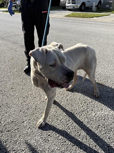 Shelter Stray Female Dog last seen BIRDHOUSE DR PERDITA COURT, 19640 Dogpatch Ln, Land O' Lakes, FL 34638, USA
