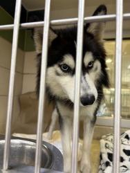 Shelter Stray Male Dog last seen DOGPATCH LN/ JOY DR, 19640 Dogpatch Ln, Land O' Lakes, FL 34638, USA