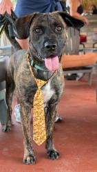 Shelter Stray Male Dog last seen Near BLOCK NW 57TH ST, 3599 NW 79th Ave, Doral, FL 33122, USA