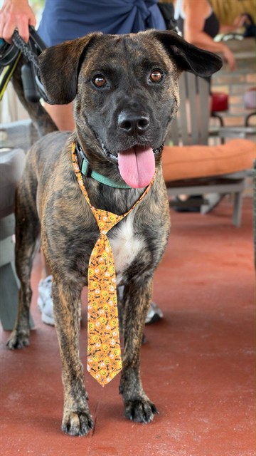 Shelter Stray Male Dog last seen Near BLOCK NW 57TH ST, 3599 NW 79th Ave, Doral, FL 33122, USA