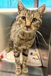 Shelter Stray Male Cat last seen Near BLOCK BUCKLEY RD, 12155 Park Blvd, Brighton, CO 80601, USA