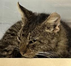 Shelter Stray Unknown Cat last seen , 12280 County Rd 448, Tavares, FL 32778, USA