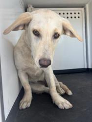 Shelter Stray Female Dog last seen Near BLK BAY BROOK, BAKERSFIELD, CA, 201 S Mt Vernon Ave, Bakersfield, CA 93307, USA