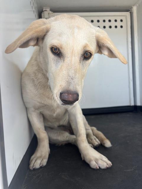 Shelter Stray Female Dog last seen Near BLK BAY BROOK, BAKERSFIELD, CA, 201 S Mt Vernon Ave, Bakersfield, CA 93307, USA