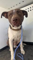 Shelter Stray Male Dog last seen Near BLOCK BKL EL RANCHO, BAKERSFIELD, CA, 201 S Mt Vernon Ave, Bakersfield, CA 93307, USA