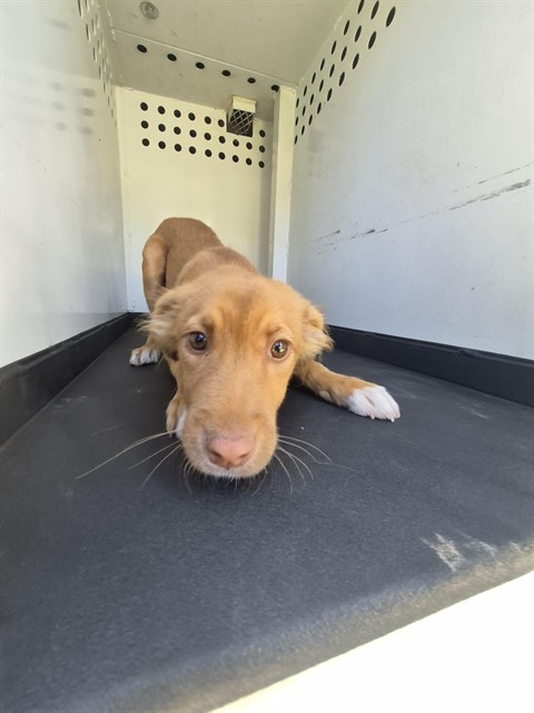 Shelter Stray Male Dog last seen Near BLK RAMPART ST, BAKERSFIELD, CA, 201 S Mt Vernon Ave, Bakersfield, CA 93307, USA