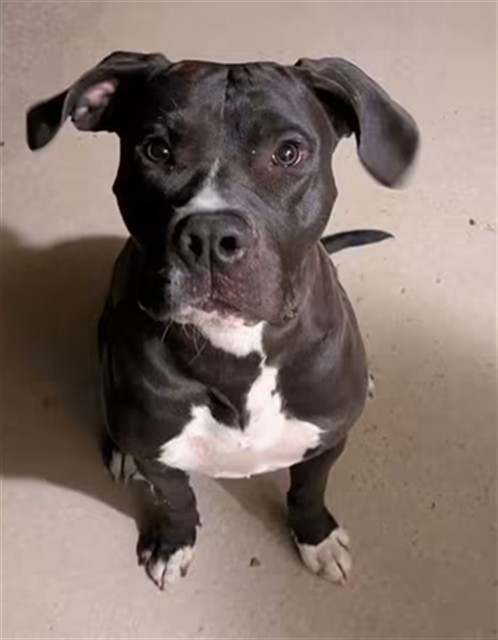 Shelter Stray Male Dog last seen GIBBS AND FRANK ST ONYX CA 93255, 14891 CA-178, Lake Isabella, CA 93240, USA