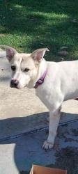 Shelter Stray Female Dog last seen , 130 Beyer Way, Chula Vista, CA 91911, USA