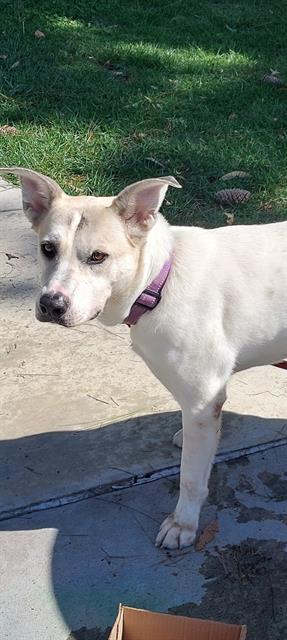 Shelter Stray Female Dog last seen , 130 Beyer Way, Chula Vista, CA 91911, USA