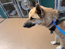 Shelter Stray Male Dog last seen PICKED P @ N 25TH & TRANSPORTATION AVE, 130 Beyer Way, Chula Vista, CA 91911, USA