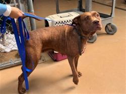 Shelter Stray Female Dog last seen PICKED P @ N 25TH & TRANSPORTATION AVE, 130 Beyer Way, Chula Vista, CA 91911, USA
