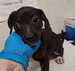 Shelter Stray Male Dog last seen FRONT OF 231 BEYER WAY, 130 Beyer Way, Chula Vista, CA 91911, USA