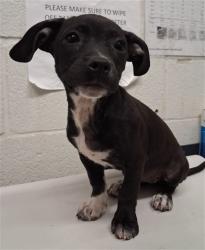 Shelter Stray Female Dog last seen FRONT OF 231 BEYER WAY, 130 Beyer Way, Chula Vista, CA 91911, USA
