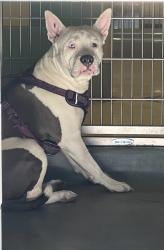 Shelter Stray Male Dog last seen Near BLOCK N VALLEY VIEW DR, HEMET, CA, 581 S Grand Ave, San Jacinto, CA 92582, USA