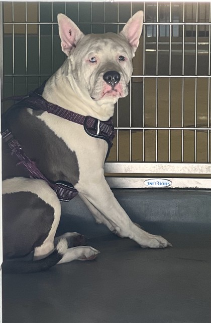 Shelter Stray Male Dog last seen Near BLOCK N VALLEY VIEW DR, HEMET, CA, 581 S Grand Ave, San Jacinto, CA 92582, USA