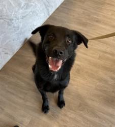Shelter Stray Male Dog last seen JAMBOREE RD/MICHELLE DR, 92606, 6443 Oak Canyon, Irvine, CA 92618, USA