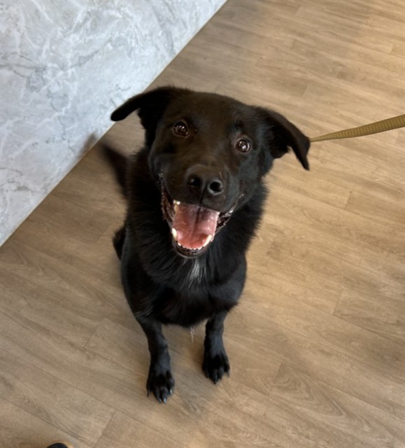 Shelter Stray Male Dog last seen JAMBOREE RD/MICHELLE DR, 92606, 6443 Oak Canyon, Irvine, CA 92618, USA