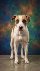 Shelter Stray Female Dog last seen Near BLOCK US-90 EAST, 2020 Forest St, Jacksonville, FL 32204, USA