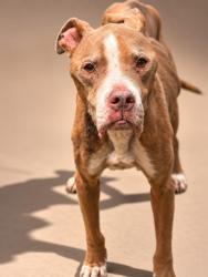 Shelter Stray Male Dog last seen Near BLOCK SUPERIOR ST, 2020 Forest St, Jacksonville, FL 32204, USA