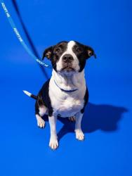 Shelter Stray Female Dog last seen FRIENDSHIP FOUNTAIN, 2020 Forest St, Jacksonville, FL 32204, USA